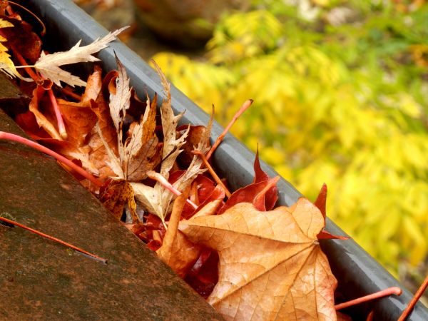 Roof Gutter Debris Removal in Ankeny