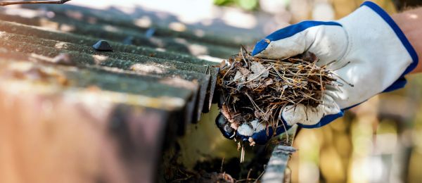 Pine Needle Gutter Cleaning in Ankeny